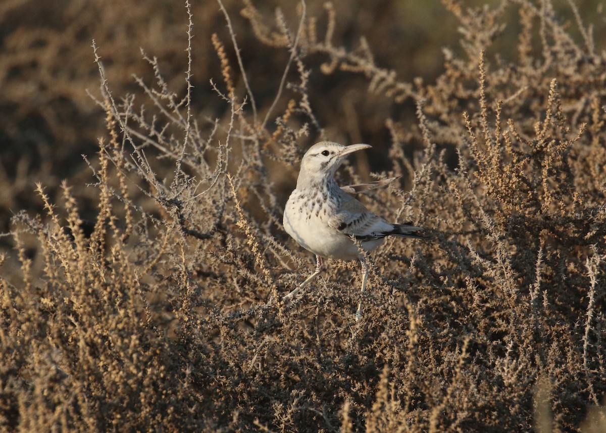 Greater Hoopoe-Lark - ML646284229