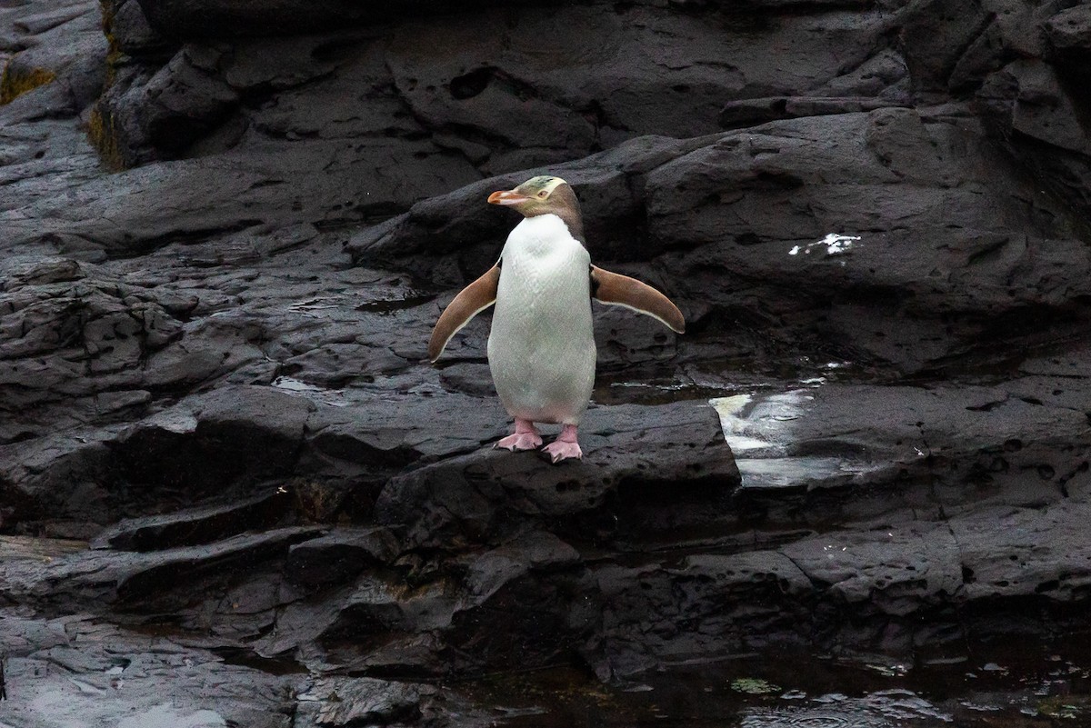 Yellow-eyed Penguin - ML646284230