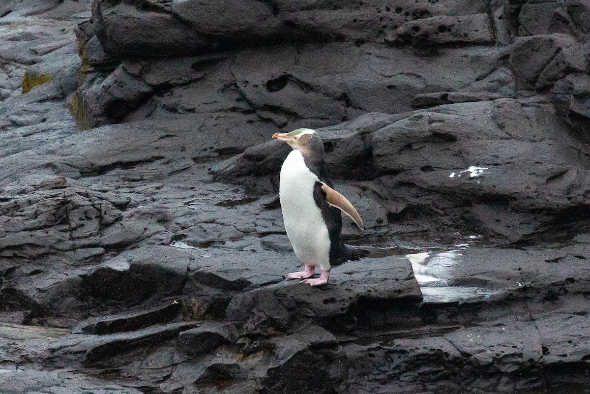 Yellow-eyed Penguin - ML646284231