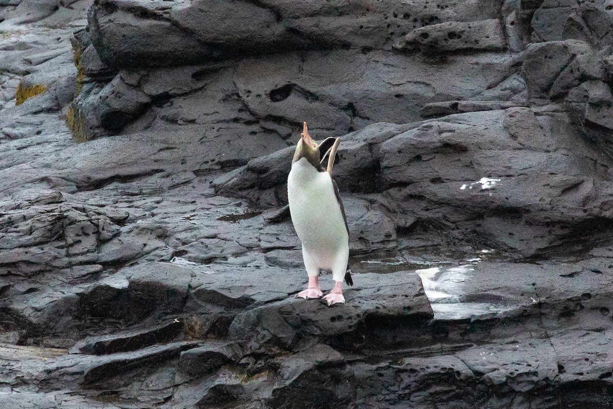 Yellow-eyed Penguin - ML646284232