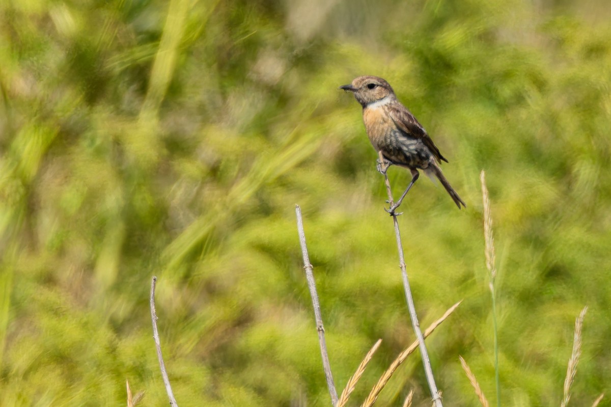 European Stonechat - ML646284233