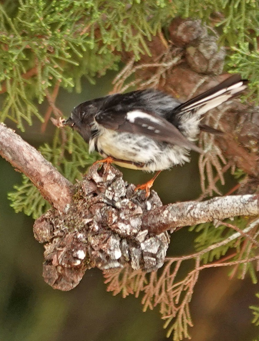 Tomtit - ML646284234