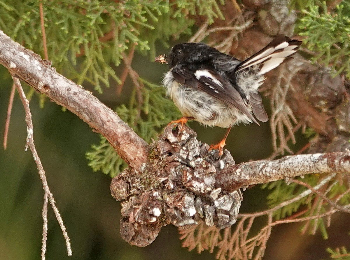 Tomtit - ML646284236