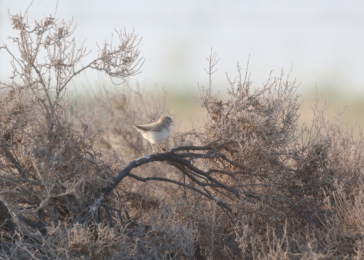 Asian Desert Warbler - ML646284237