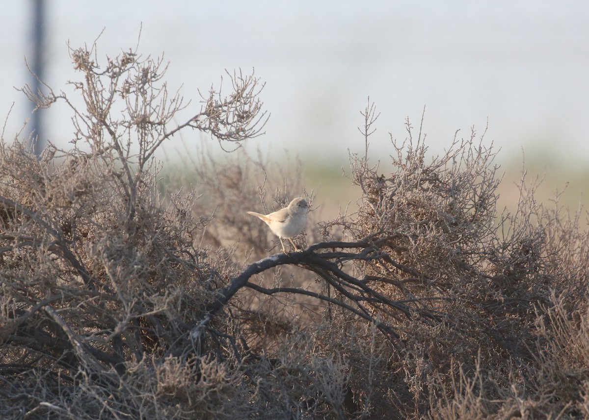 Asian Desert Warbler - ML646284238
