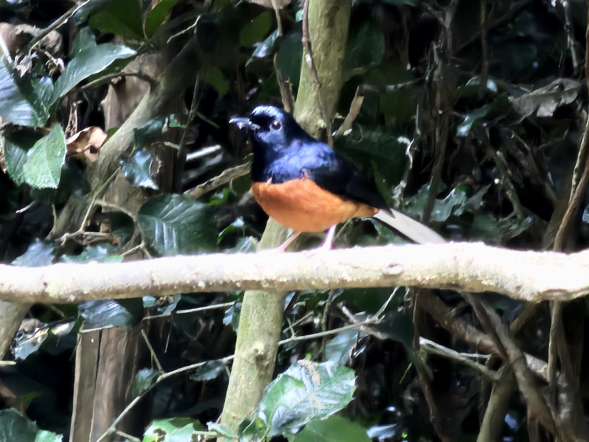 White-rumped Shama - ML646284239