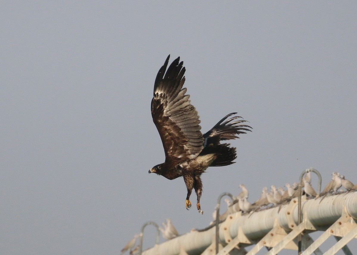 Greater Spotted Eagle - ML646284240