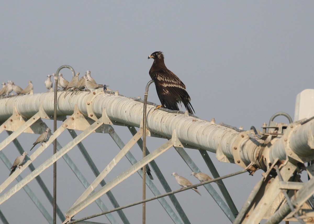 Greater Spotted Eagle - ML646284241
