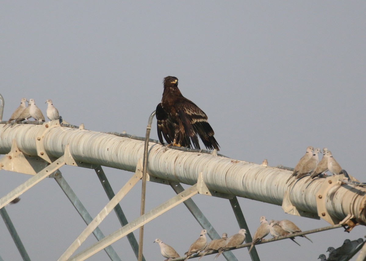 Greater Spotted Eagle - ML646284242