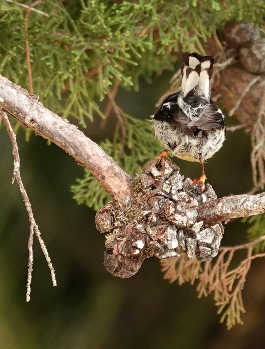 Tomtit - ML646284243