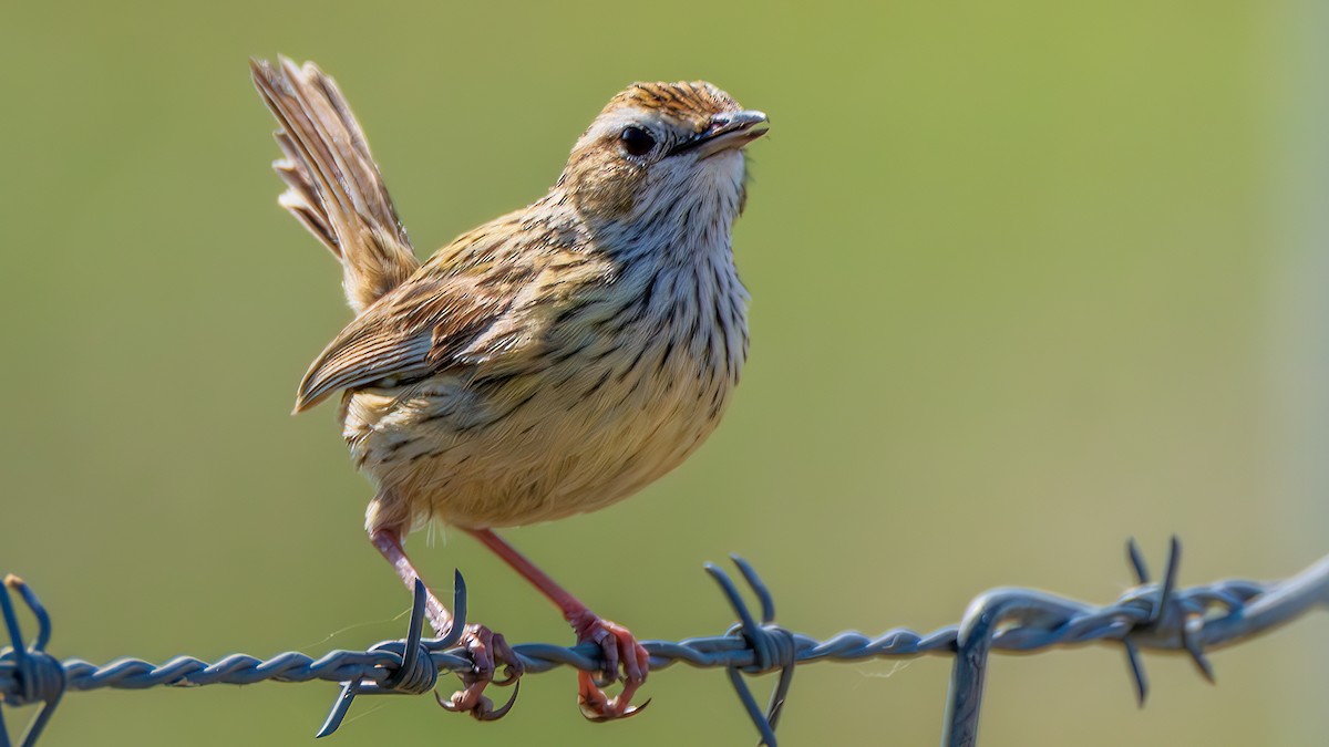Striated Fieldwren - ML646284244