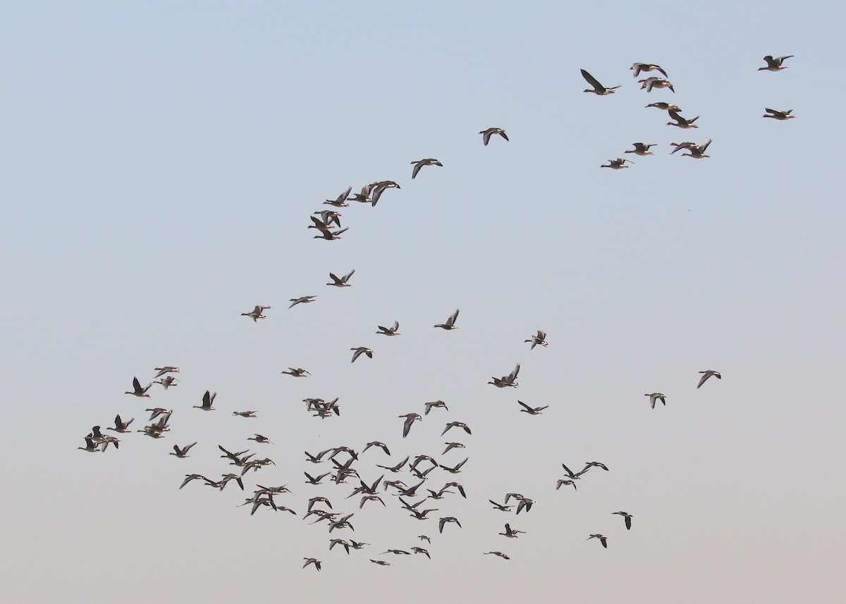 Greater White-fronted Goose - ML646284245