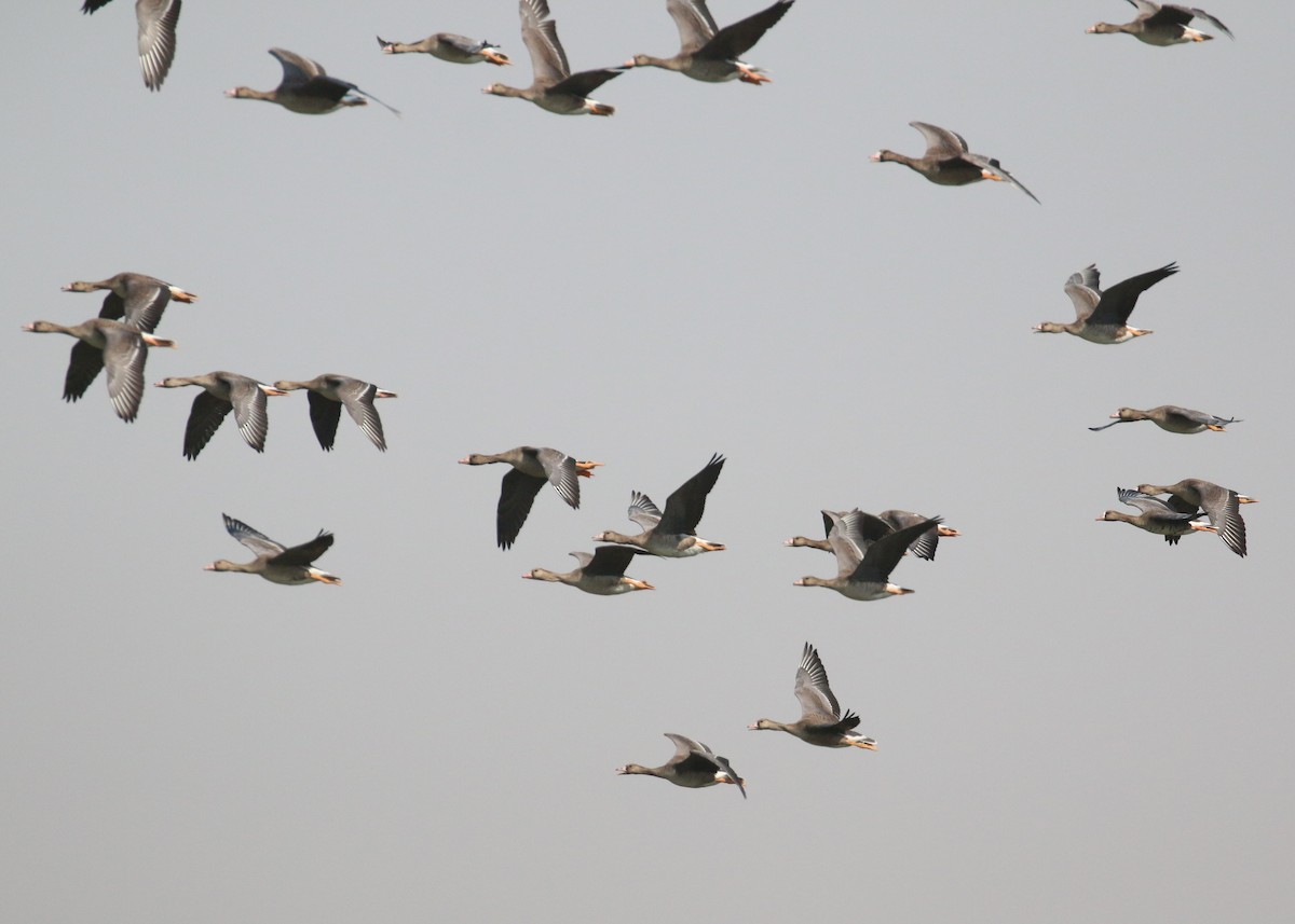 Greater White-fronted Goose - ML646284246