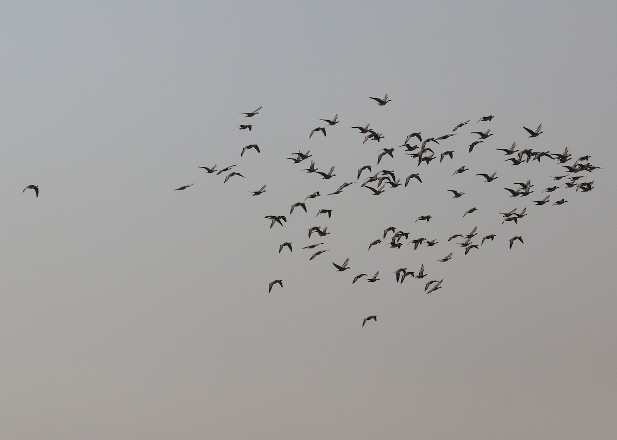 Greater White-fronted Goose - ML646284247