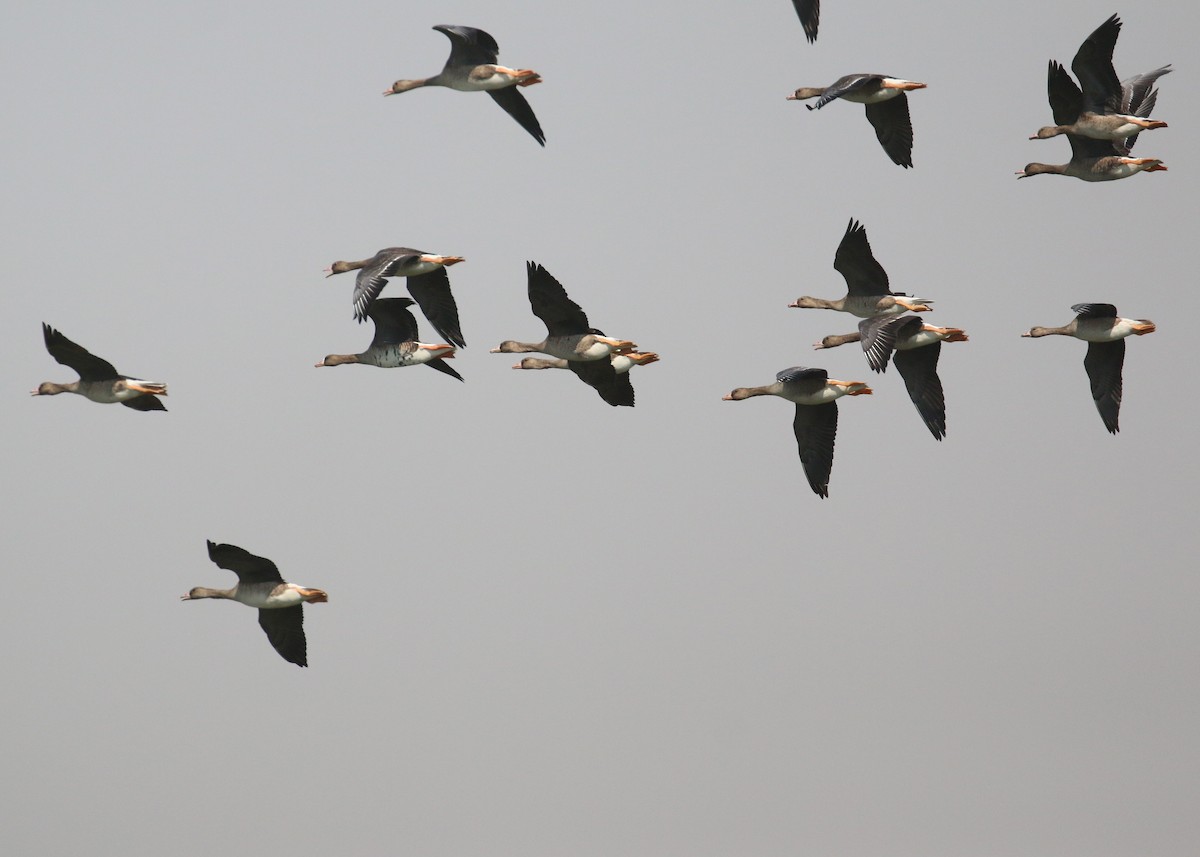 Greater White-fronted Goose - ML646284251