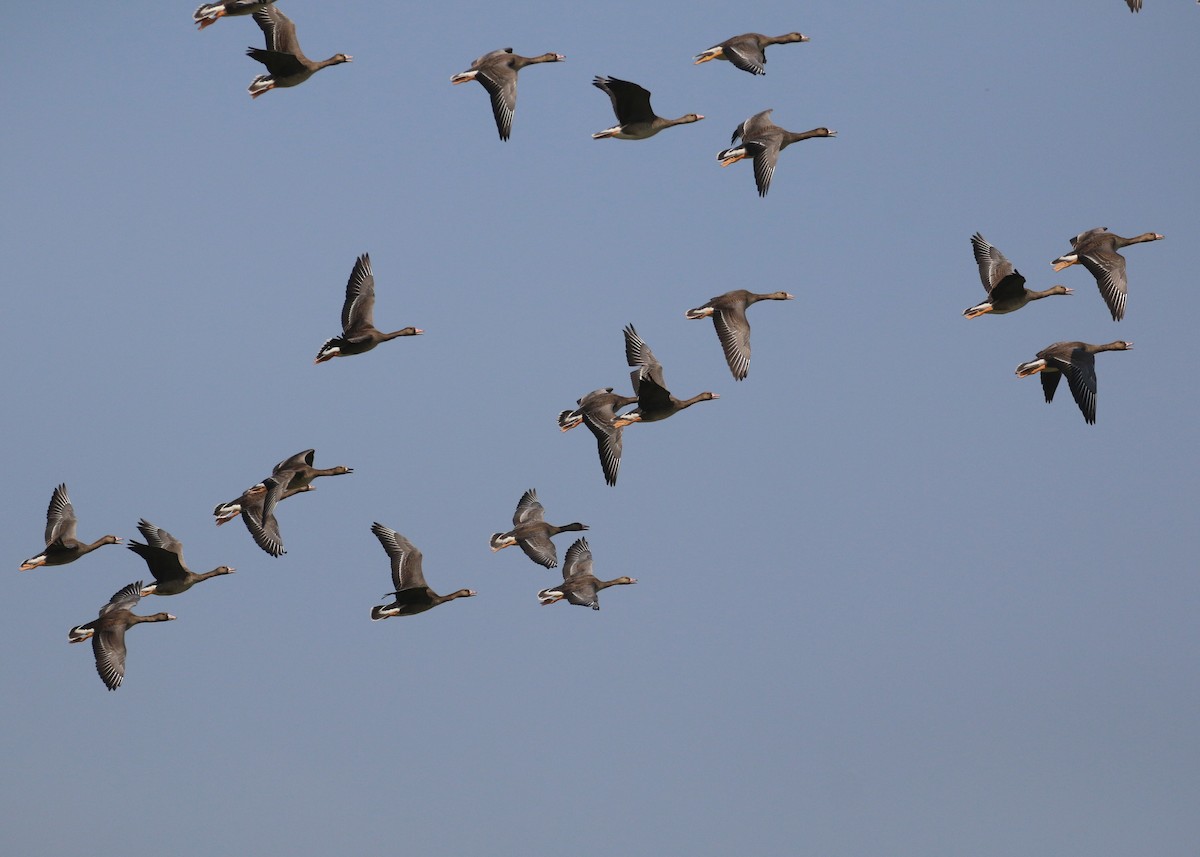 Greater White-fronted Goose - ML646284253