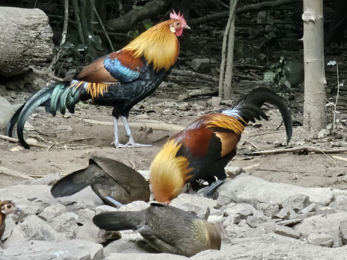 Red Junglefowl - ML646284254