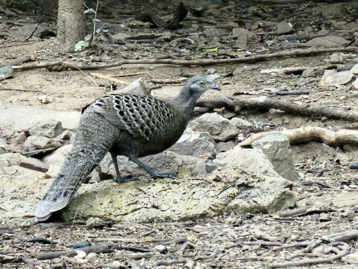 Gray Peacock-Pheasant - ML646284267