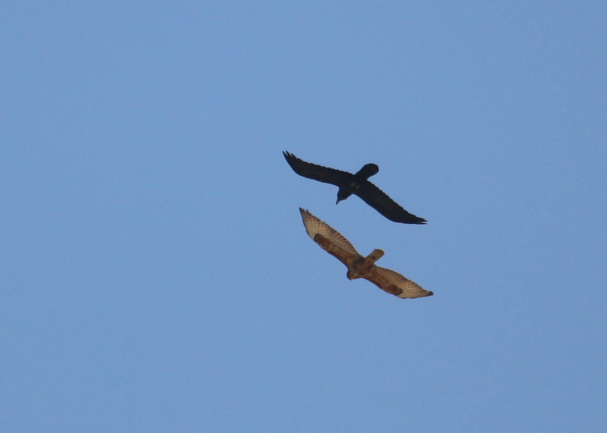 Mäusebussard (Falkenbussard) - ML646284273