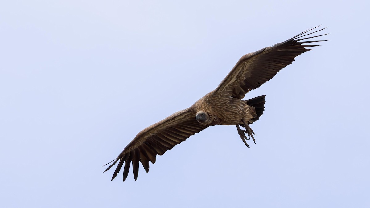 Buitre Dorsiblanco Africano - ML646284277