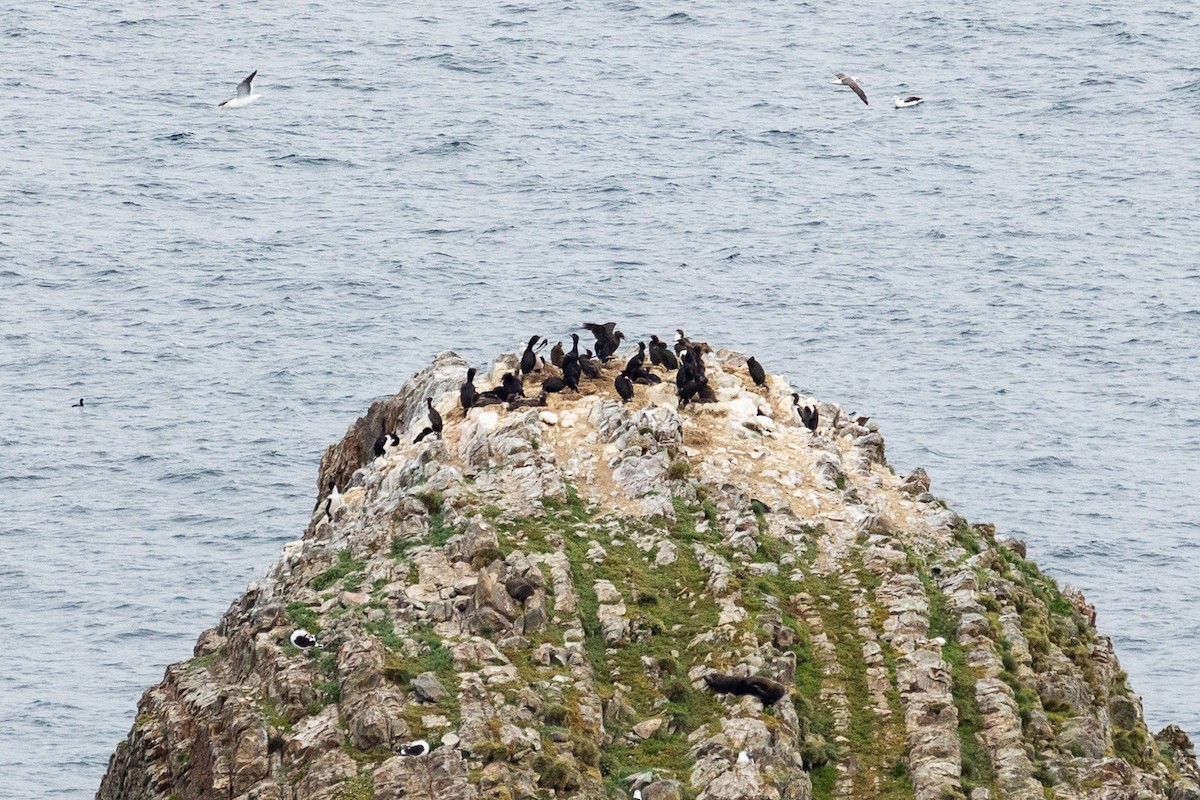 kormorán otagský - ML646284278