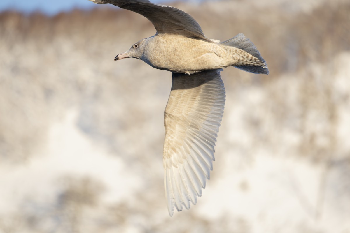 polarmåke - ML646284280