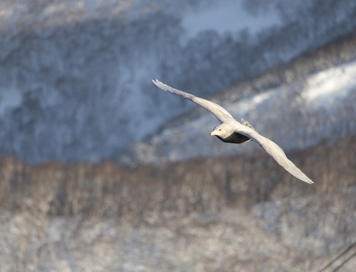 polarmåke - ML646284281