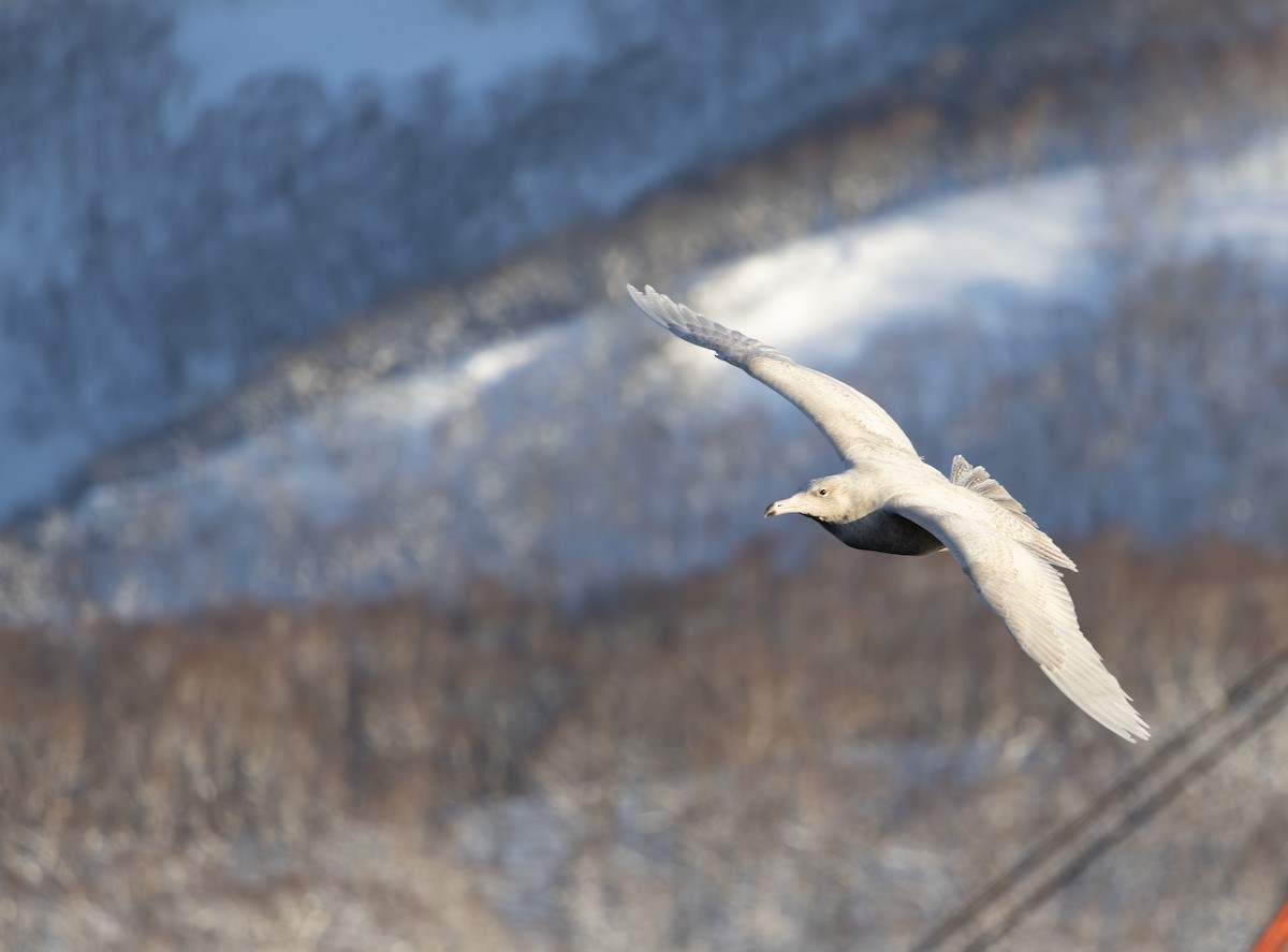 polarmåke - ML646284282