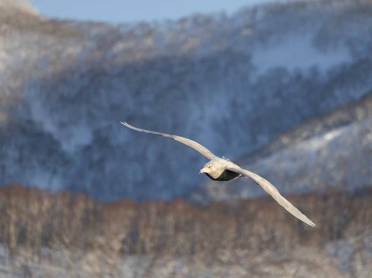 polarmåke - ML646284283