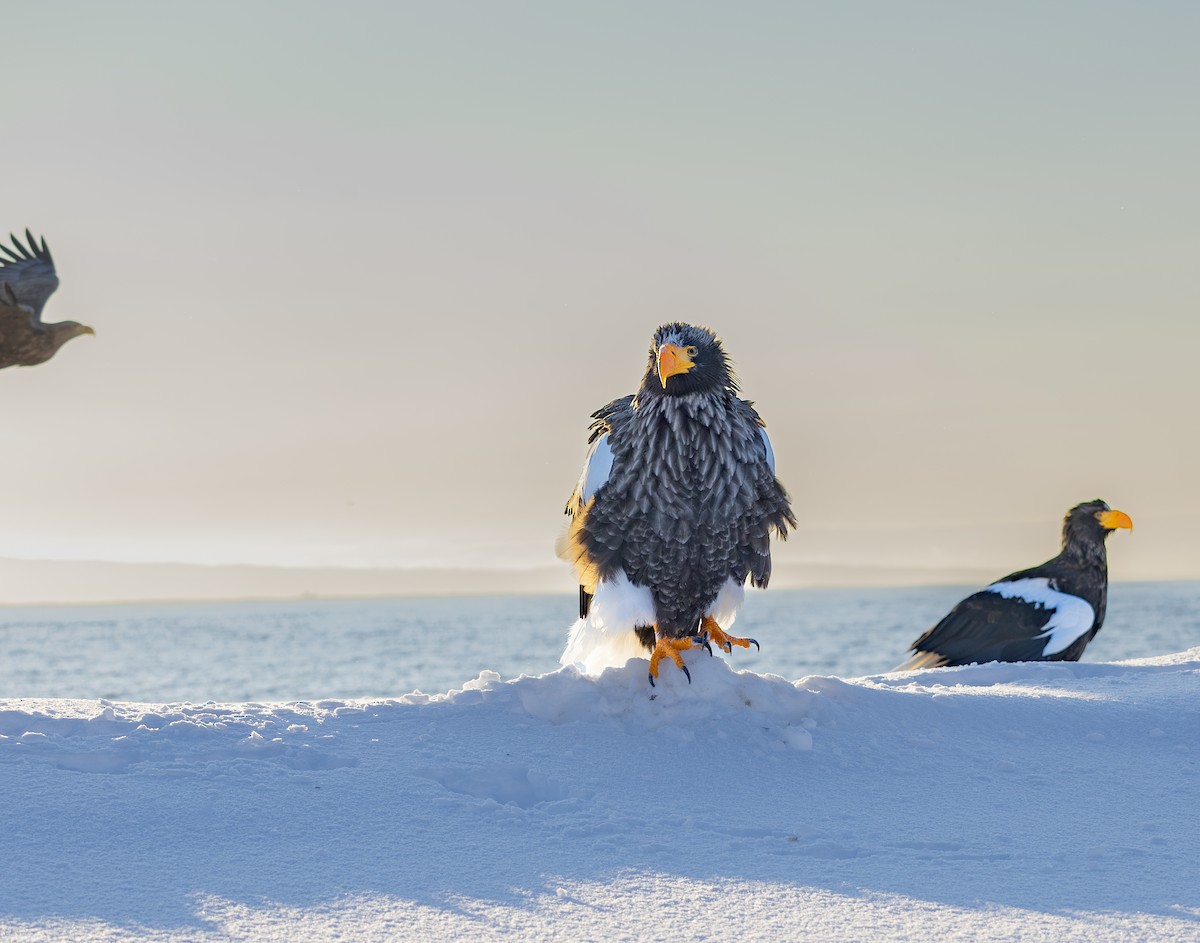 kjempehavørn - ML646284290