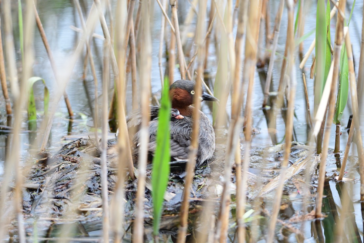 dvergdykker - ML646284291