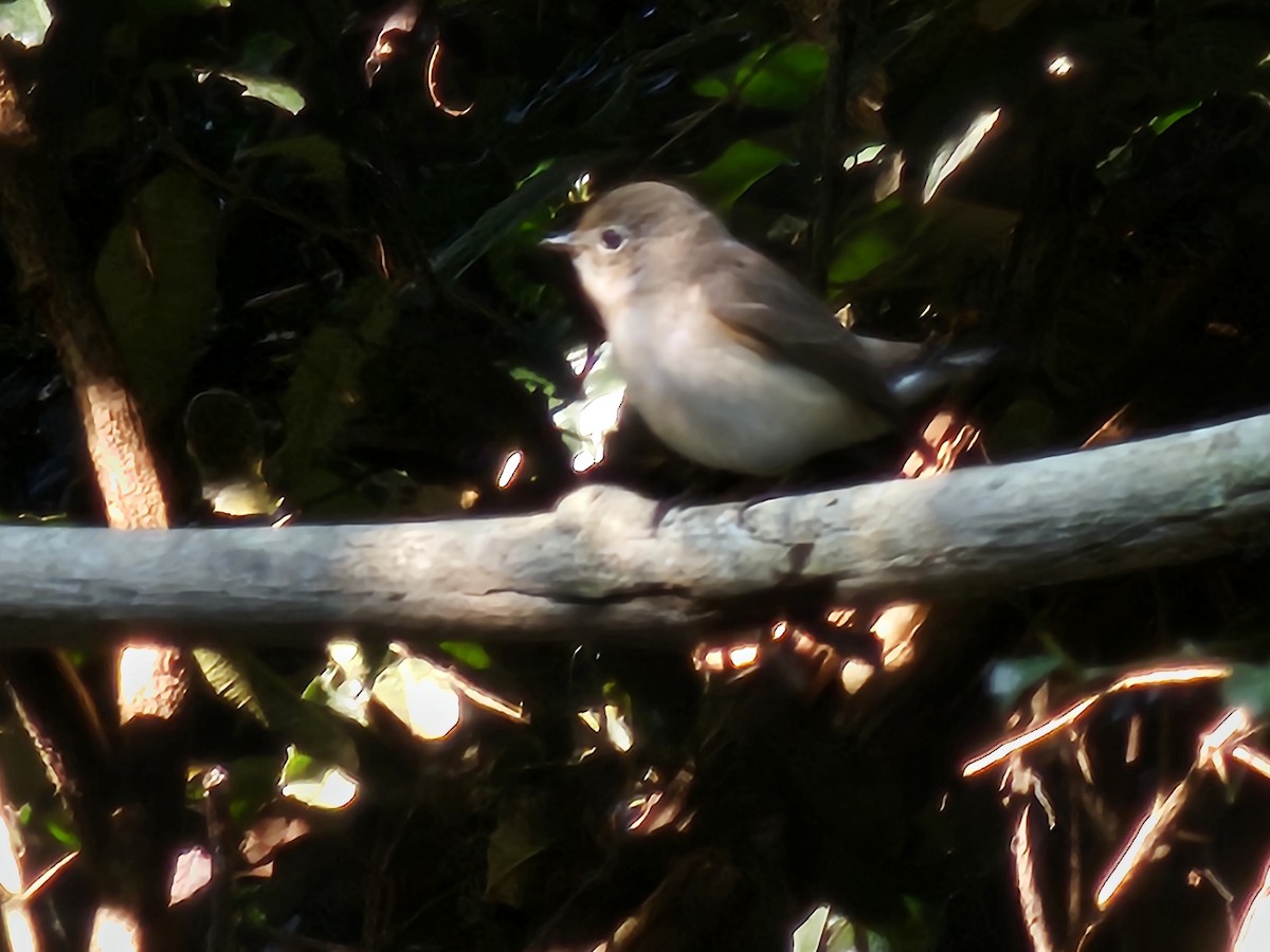 Taiga Flycatcher - ML646284292