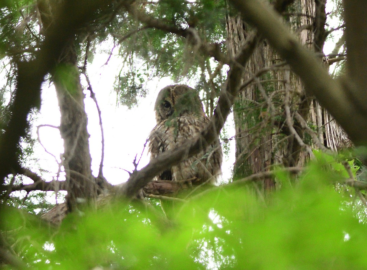 slagugle - ML646284293