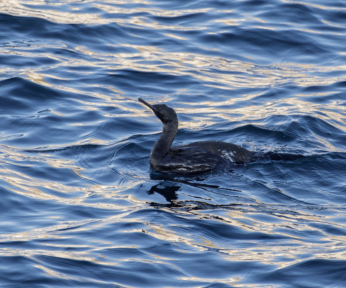 beringskarv - ML646284295