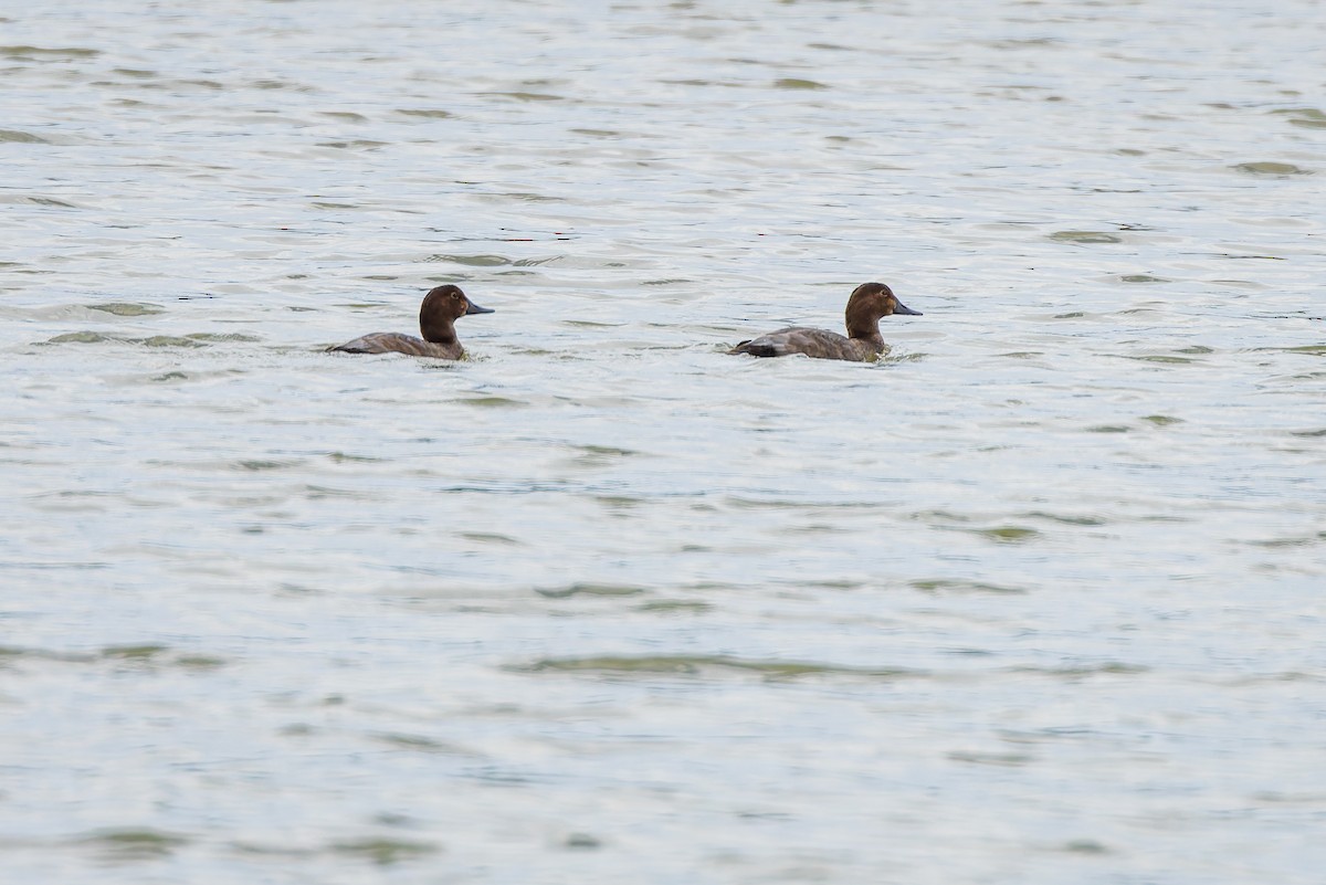 Common Pochard - ML646284304
