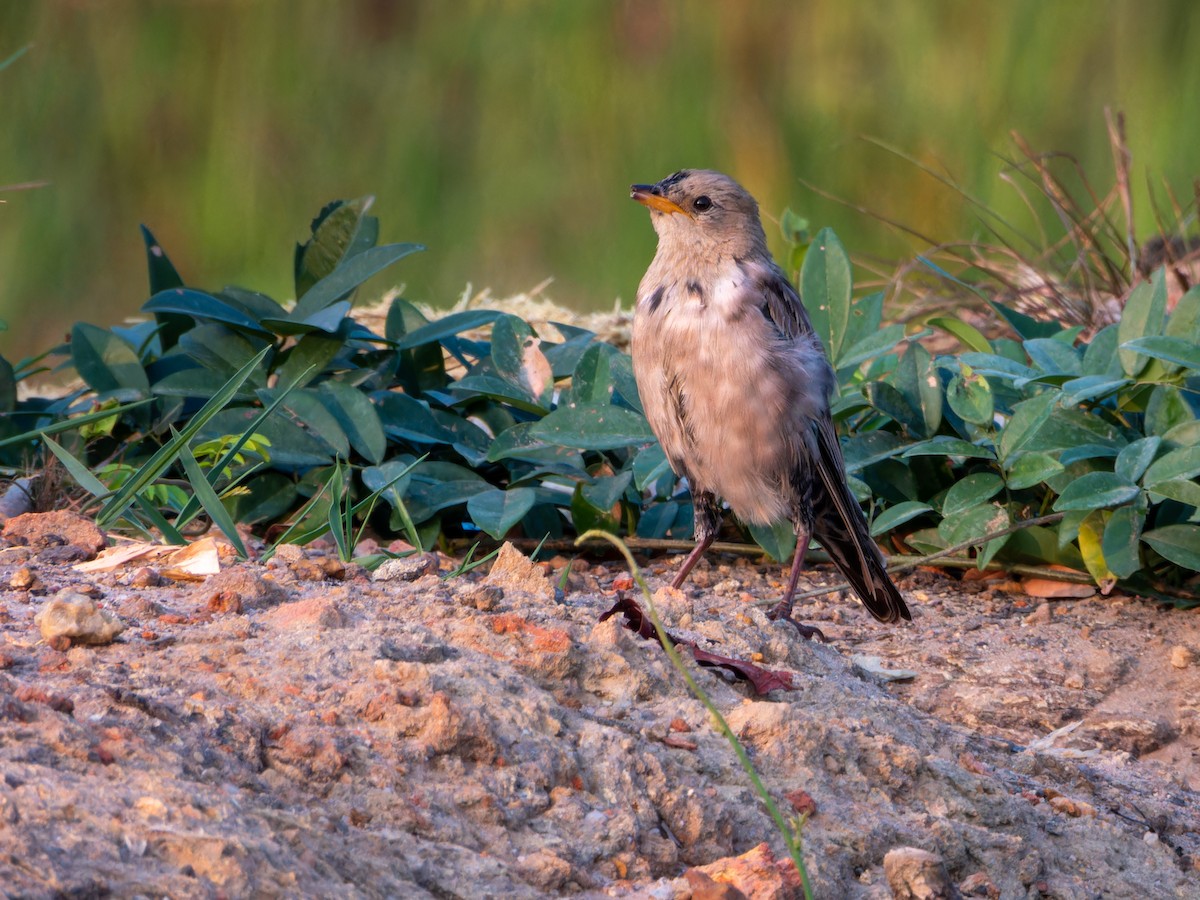 Rosy Starling - ML646284308