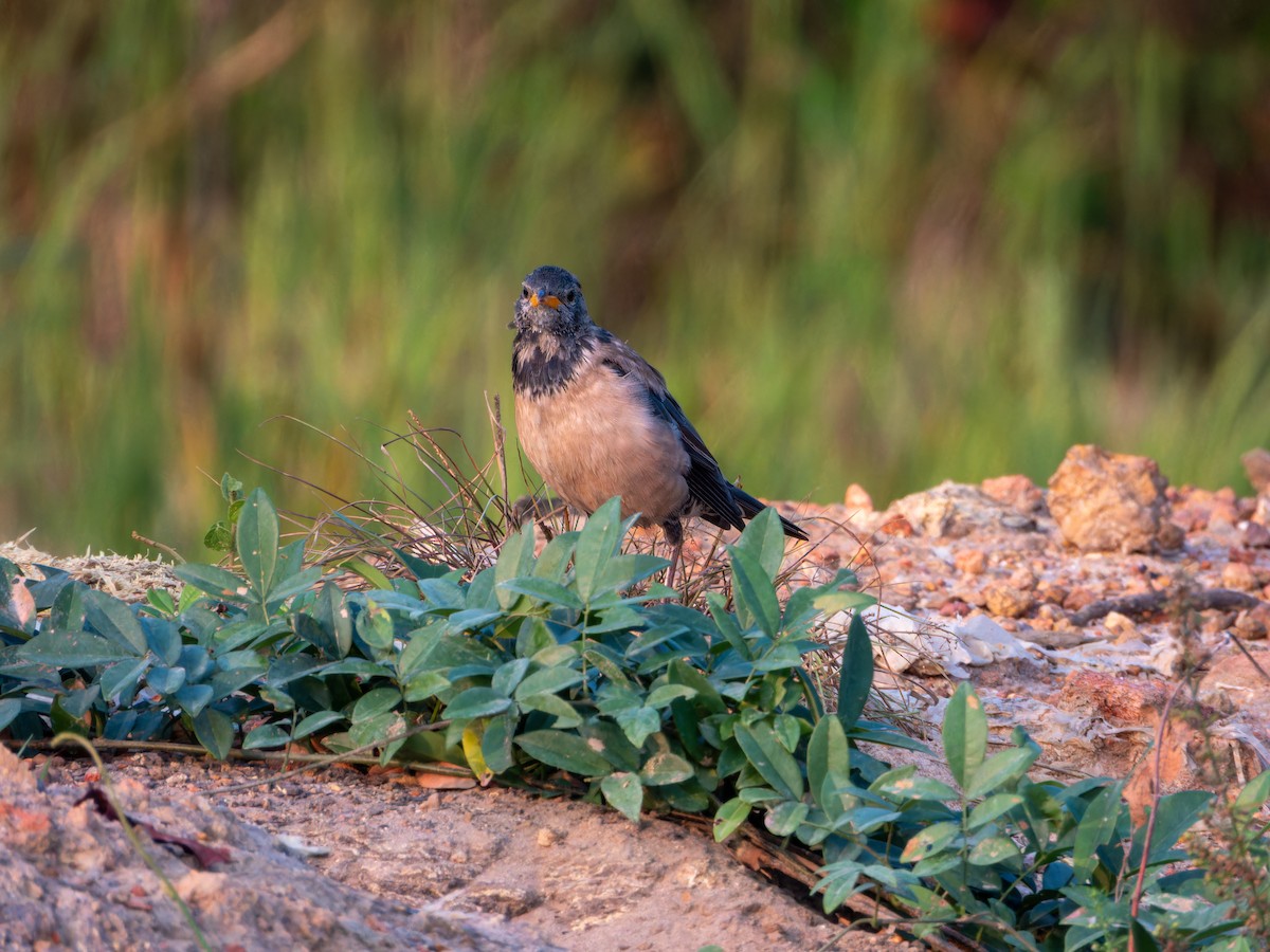 Rosy Starling - ML646284310