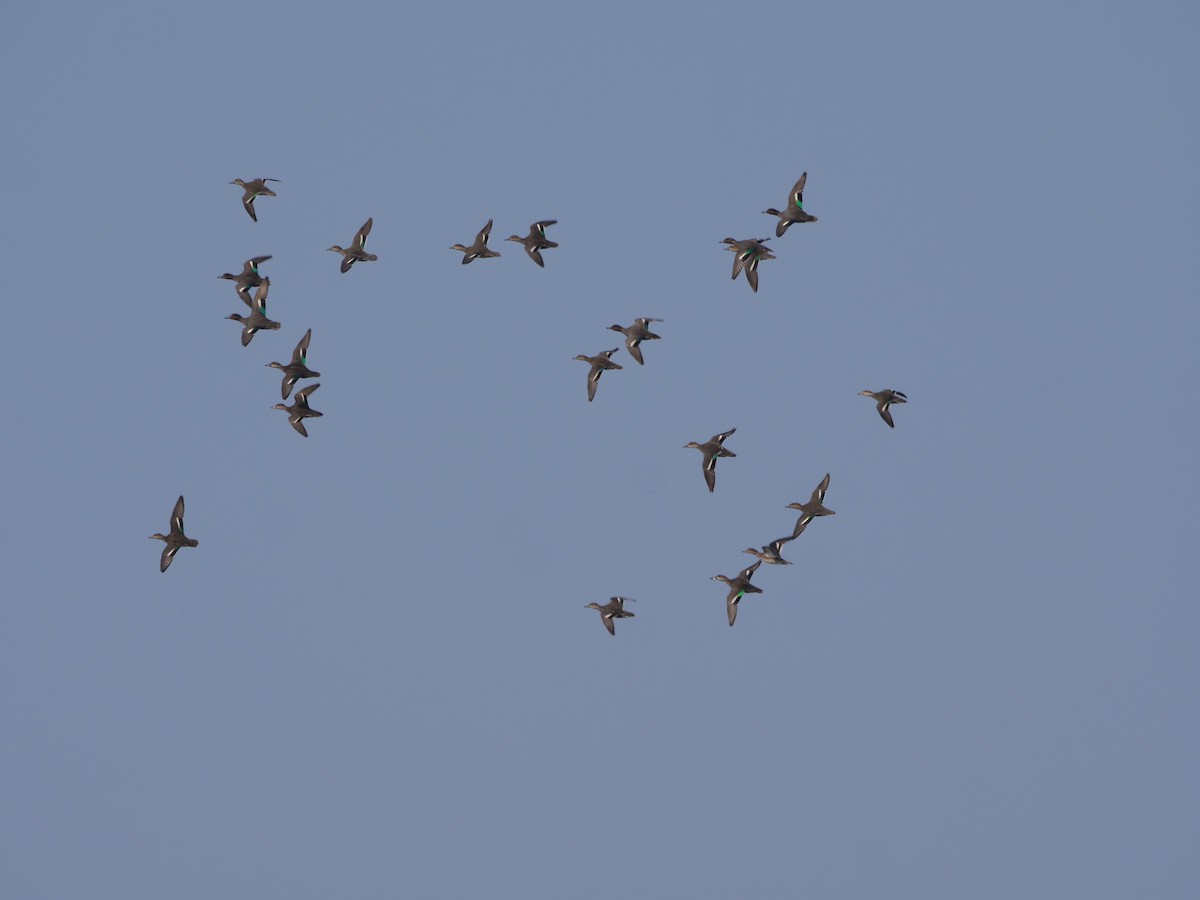Green-winged Teal (Eurasian) - ML646284311