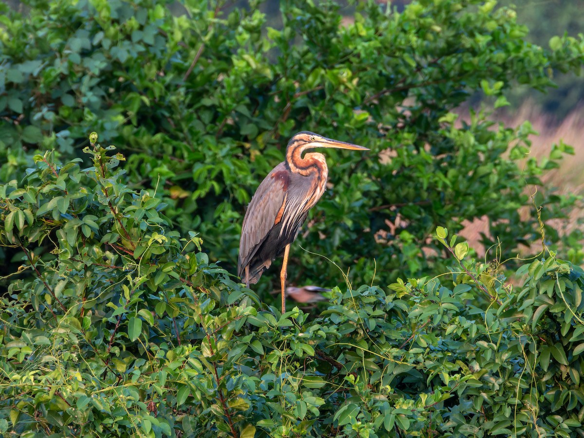 Purple Heron - ML646284312
