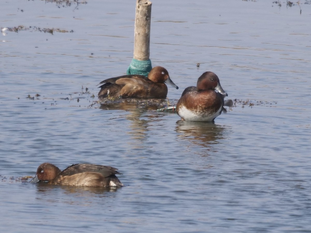 Porrón Pardo - ML646284314