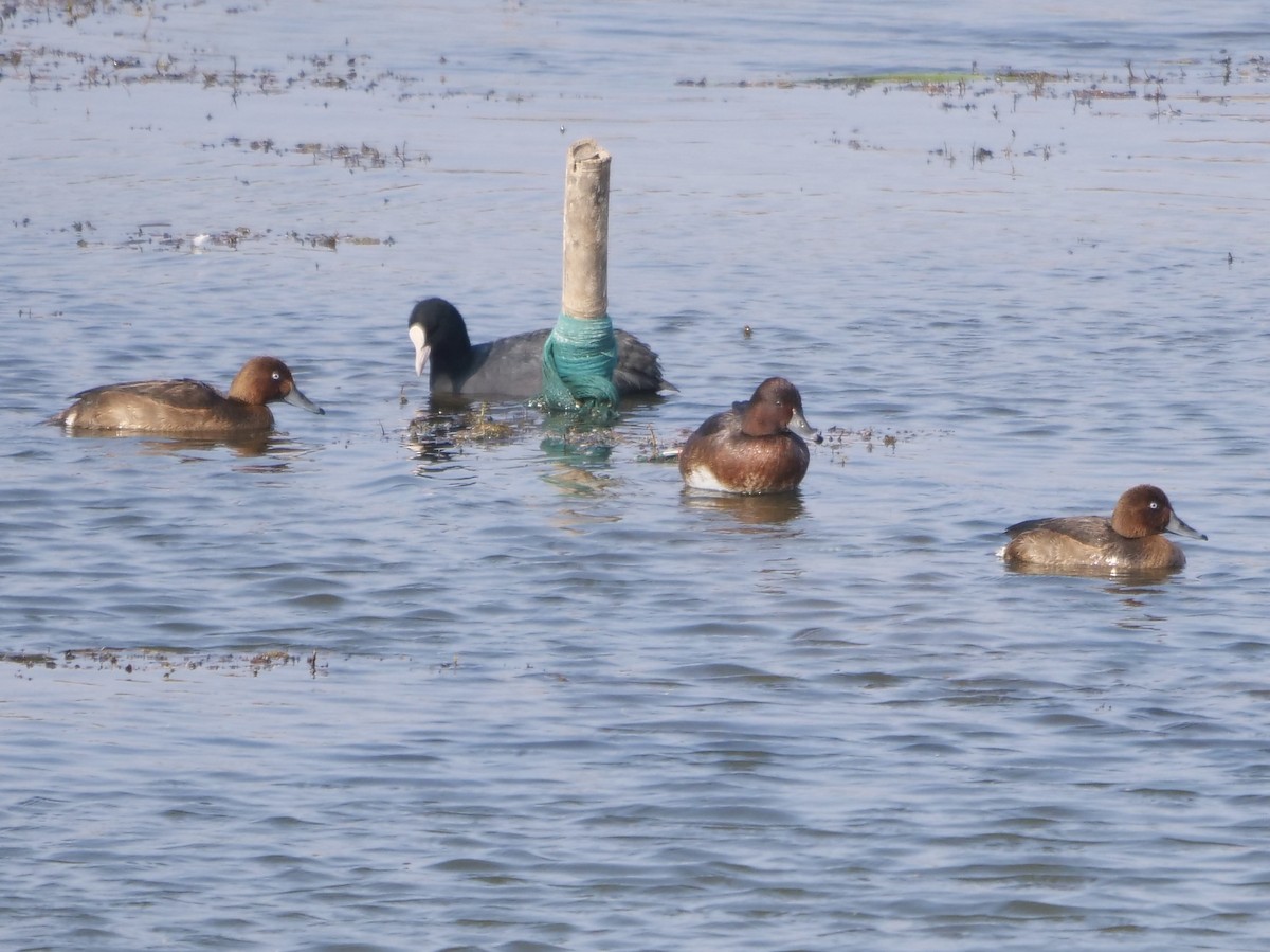 Ferruginous Duck - ML646284315