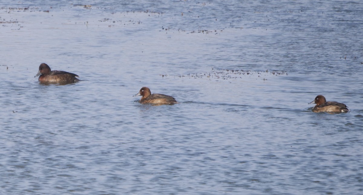 Porrón Pardo - ML646284316