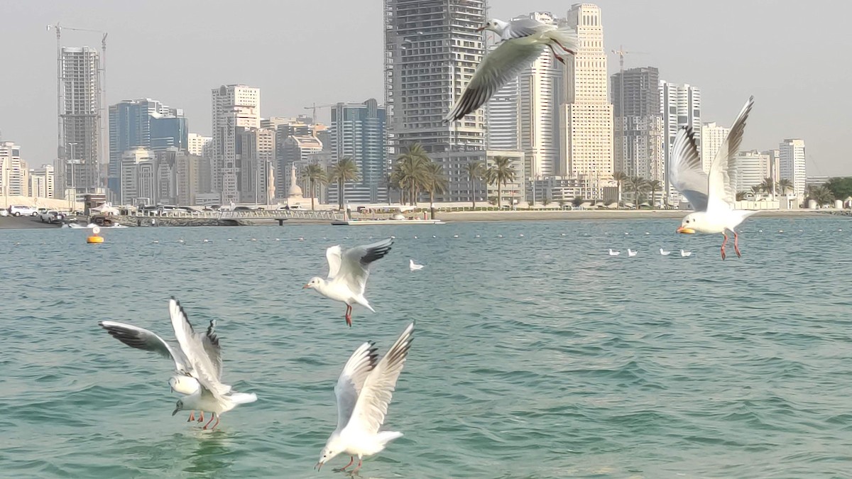 Gaviota Reidora - ML646284317