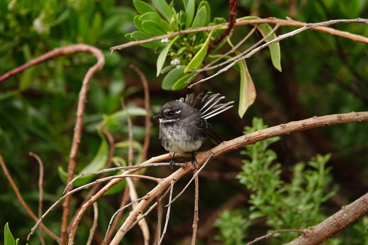 Abanico Gris (alisteri) - ML646284318