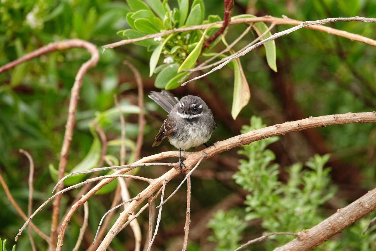 Abanico Gris (alisteri) - ML646284319