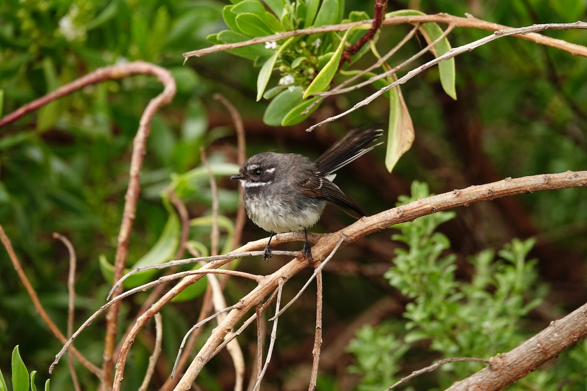 Abanico Gris (alisteri) - ML646284320