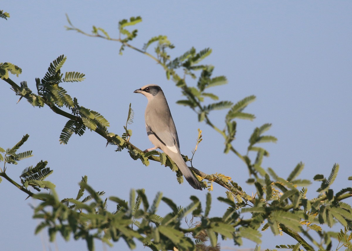 Hipocolio - ML646284321