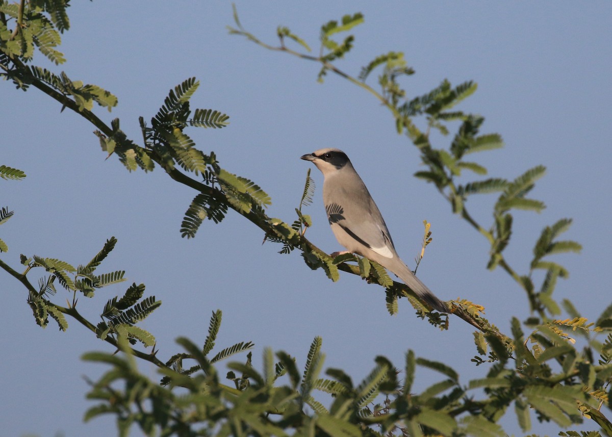 Hipocolio - ML646284322