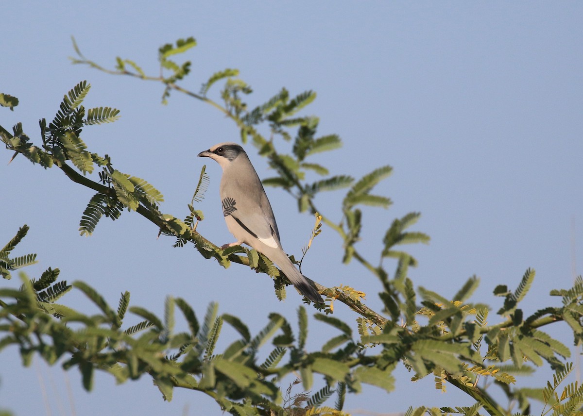 Hipocolio - ML646284323