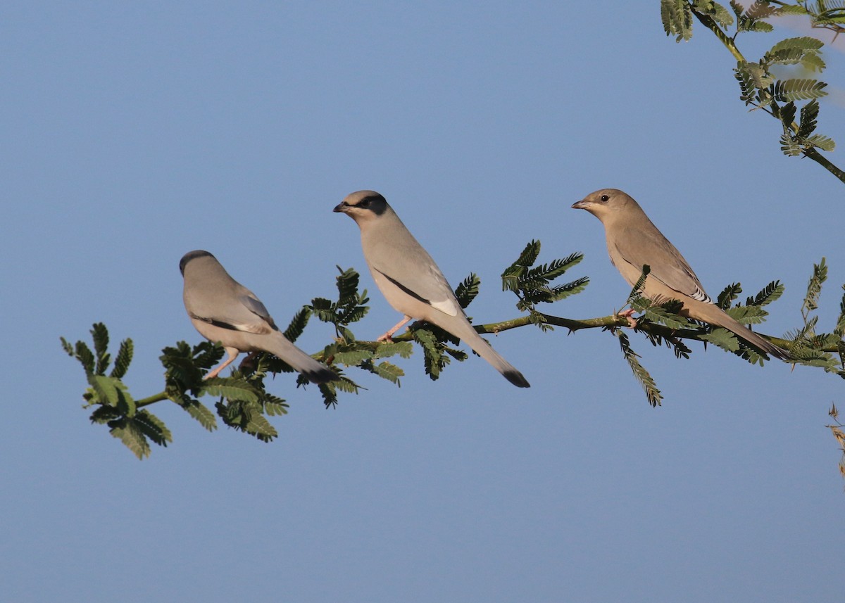 Hipocolio - ML646284324